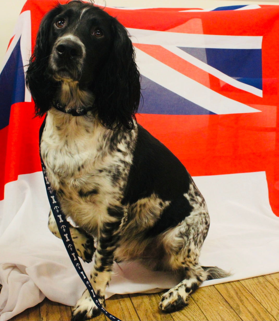 Dog Collars and Leads